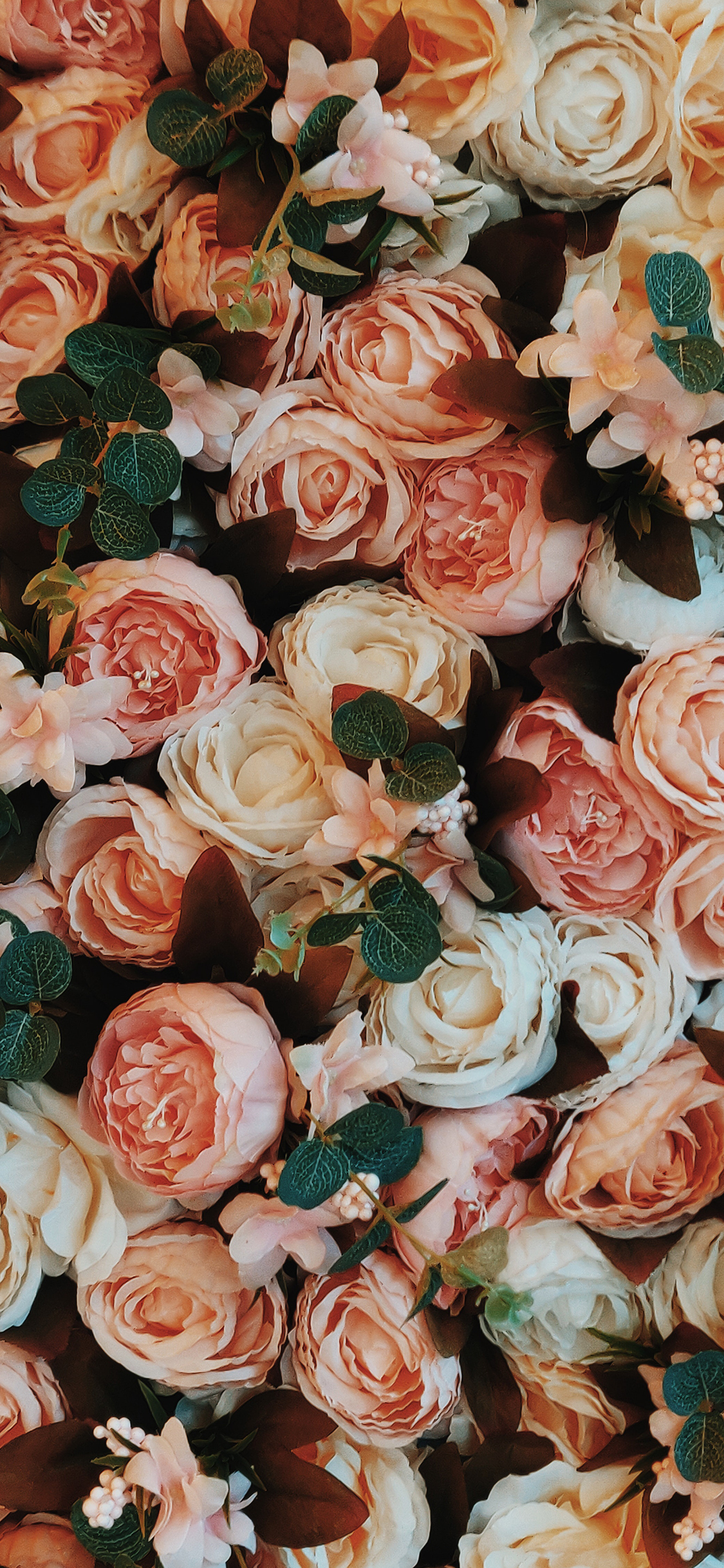 Beautiful Rose iPhone Wallpaper