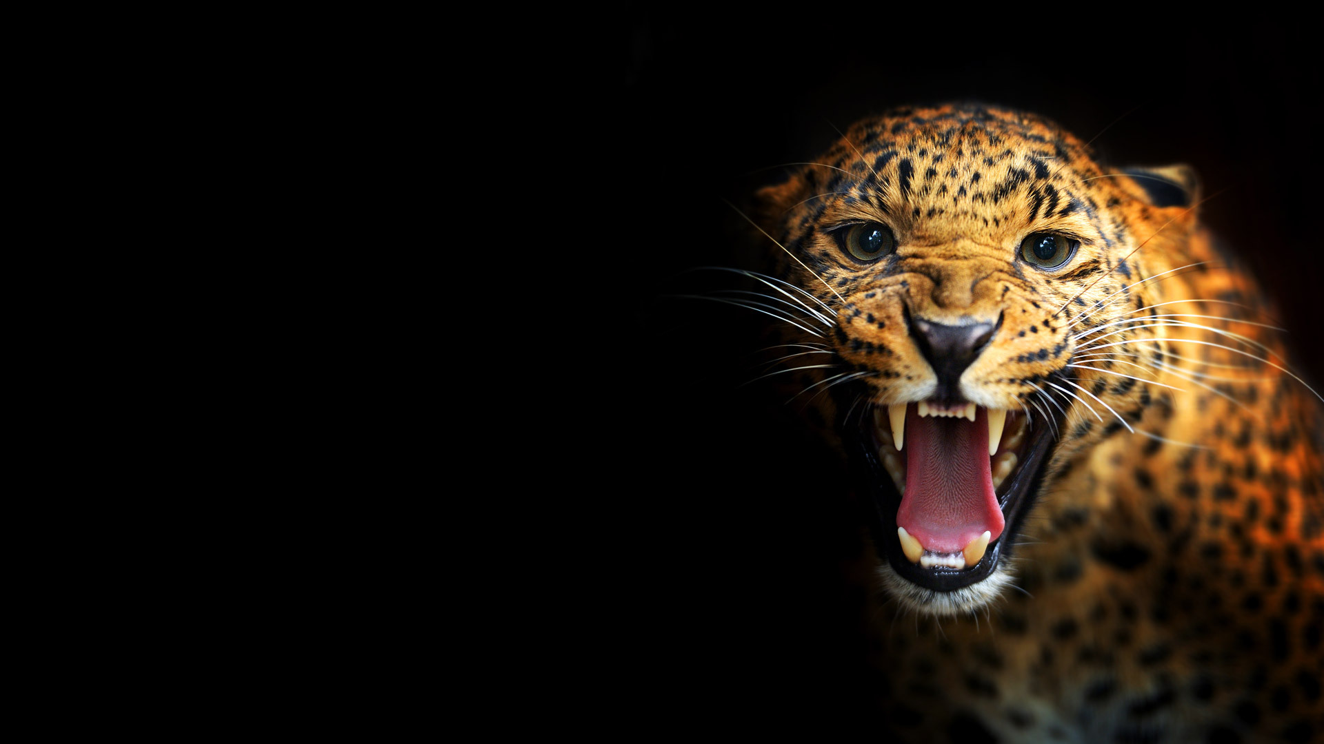 Leopard on a black background wallpapers and images   wallpapers