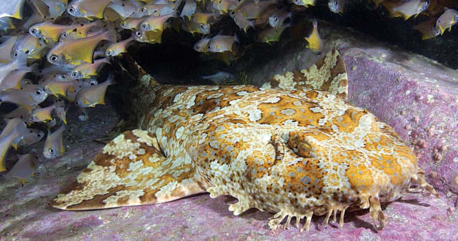 Wobbegong My5j46wgcc8vee43 Wallpaper
