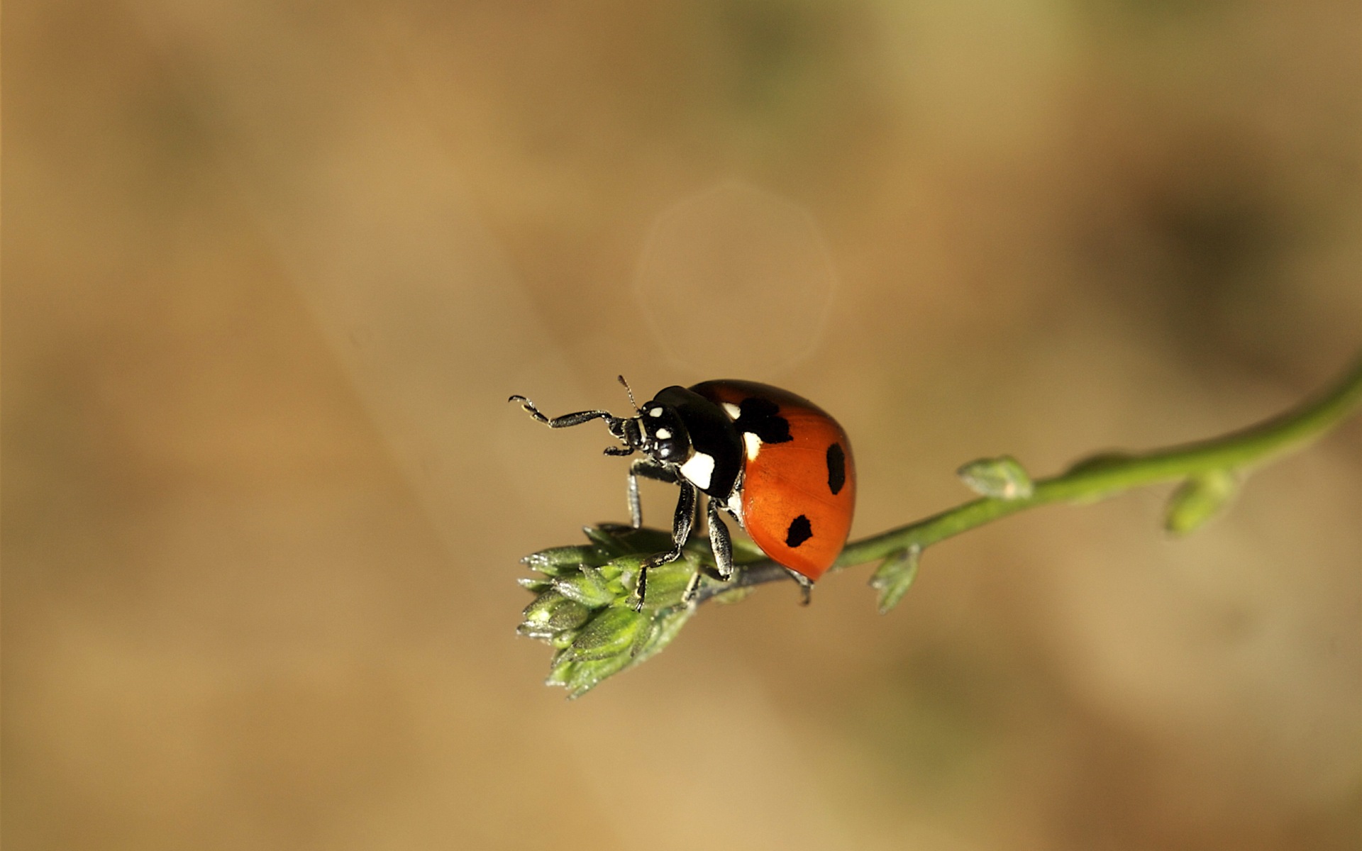 Ladybug Background Wallpaper Screensavers Pictureofcats