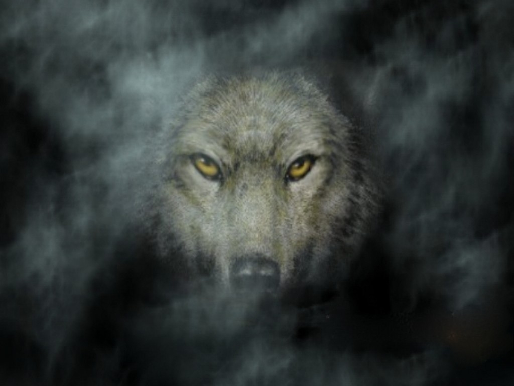 Dark Wolf HD Photo Wallpaper Walops