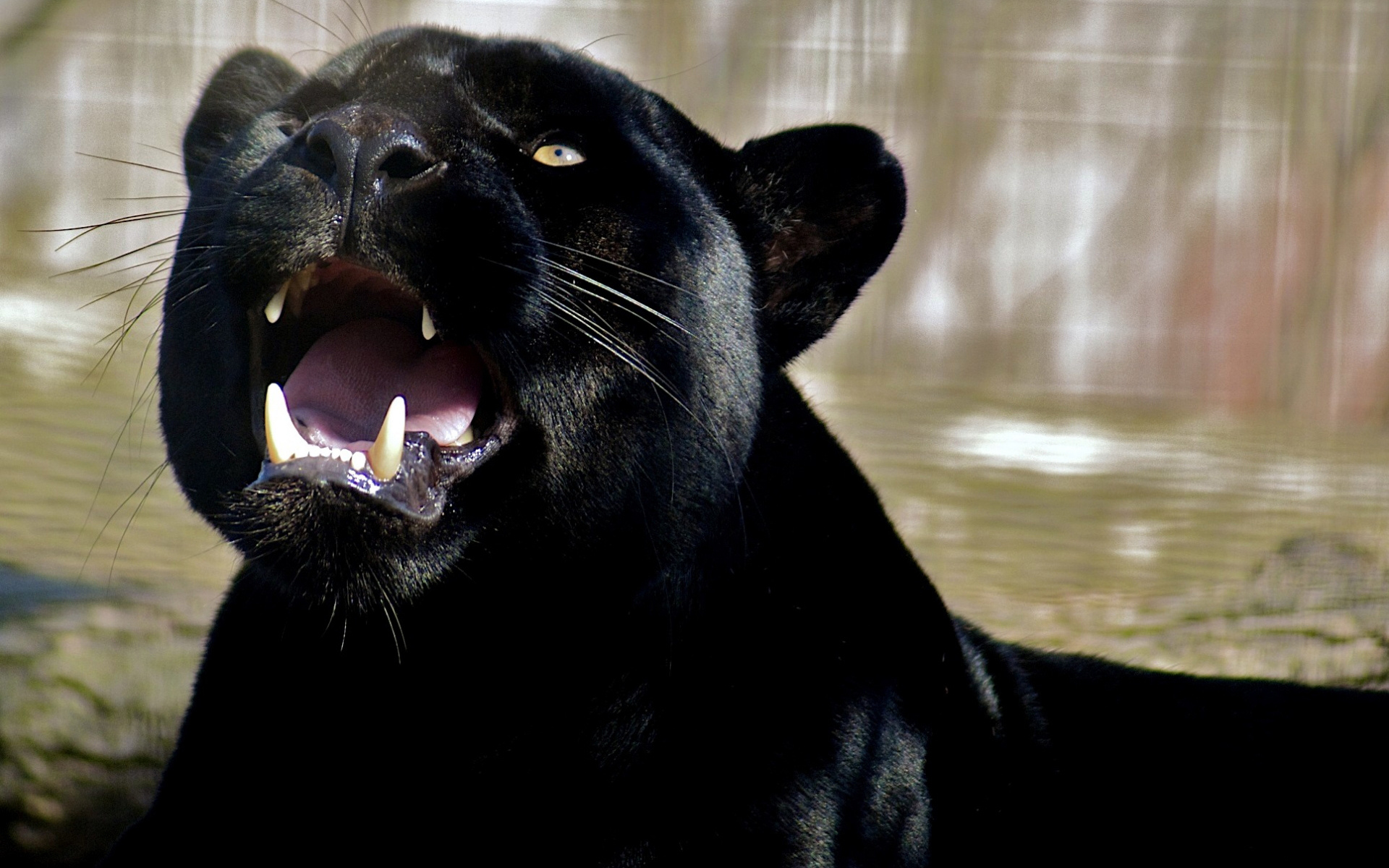 Wallpaper canines roar teeth panther predator black panther 1920x1200