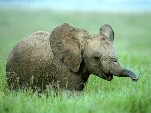 Elephant Screensaver Screensavers Baby