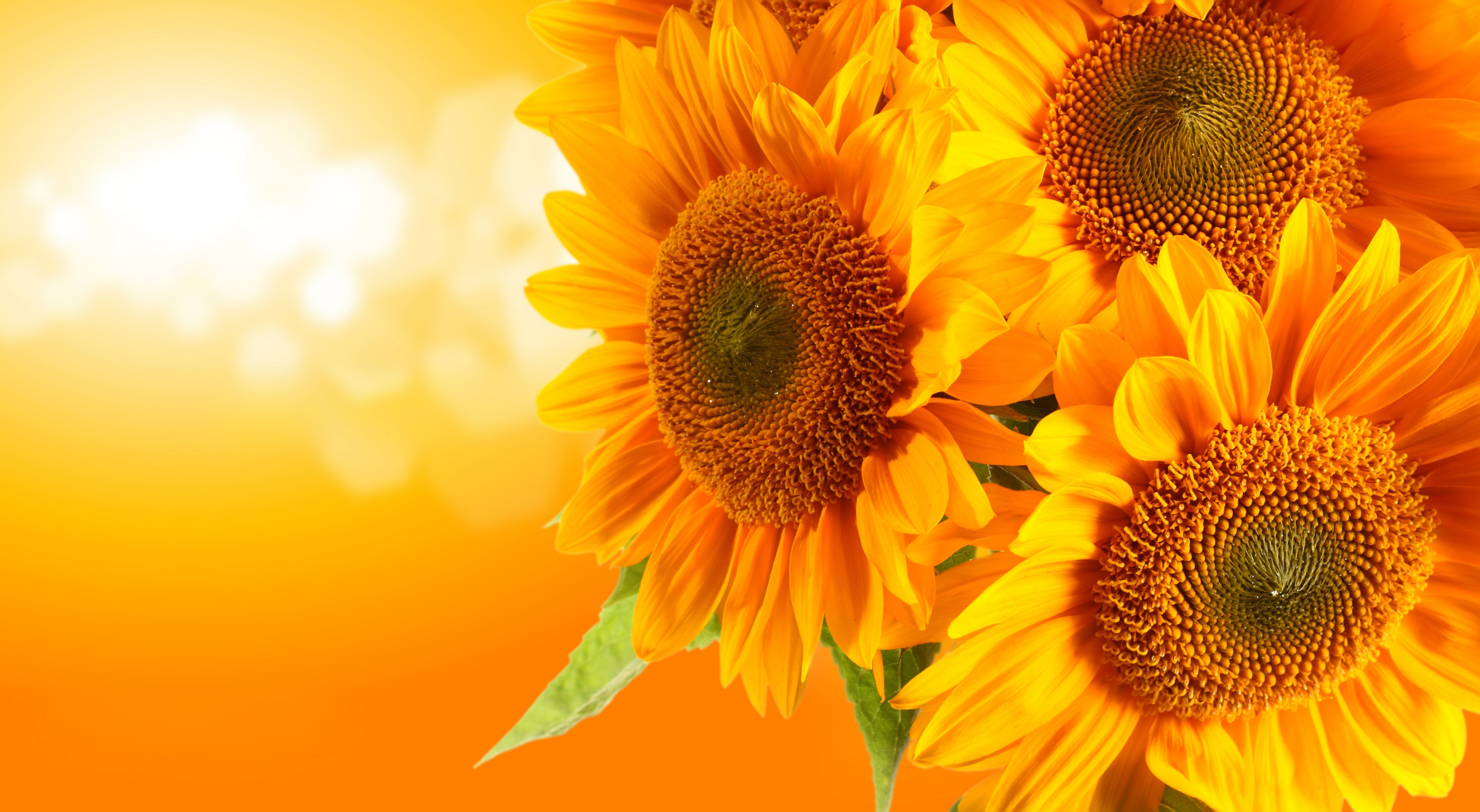Resolution Photo Of Flowers Sunflowers Wallpaper Seeds Yellow