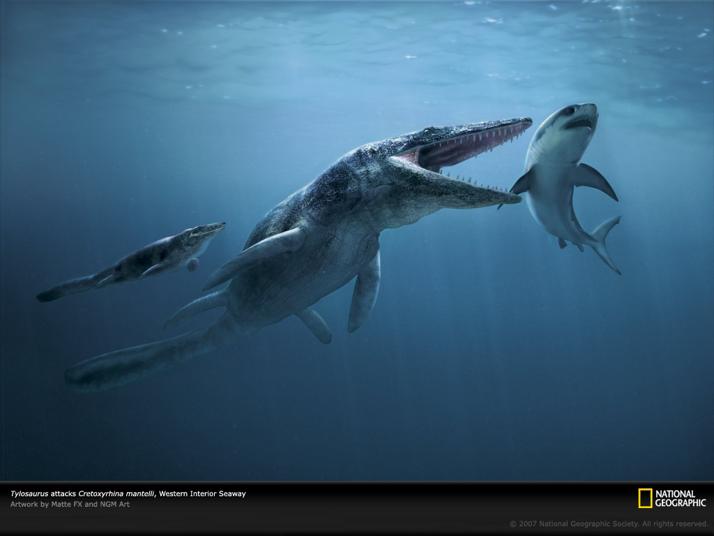 Tylosaurus Picture Prehistoric Shark Wallpaper Photos