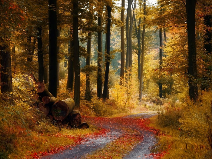 Fantastic Autumn Landscape Wallpaper