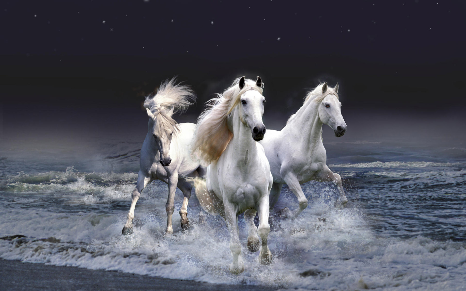 Horses On The Beach HD Wallpaper For Desktop