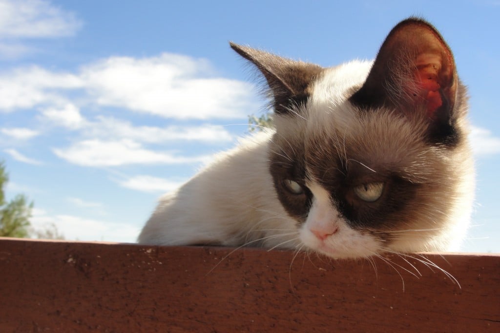 grumpy kitty hd Wallpapers