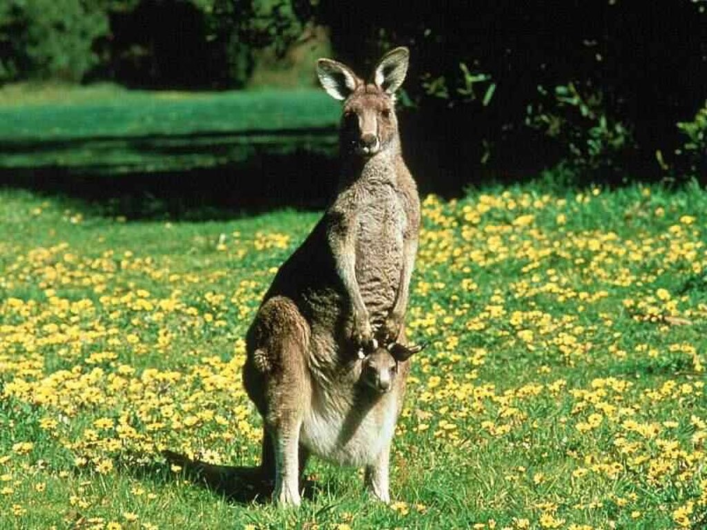 Australian Kangaroo With A Baby Wallpaper And Image