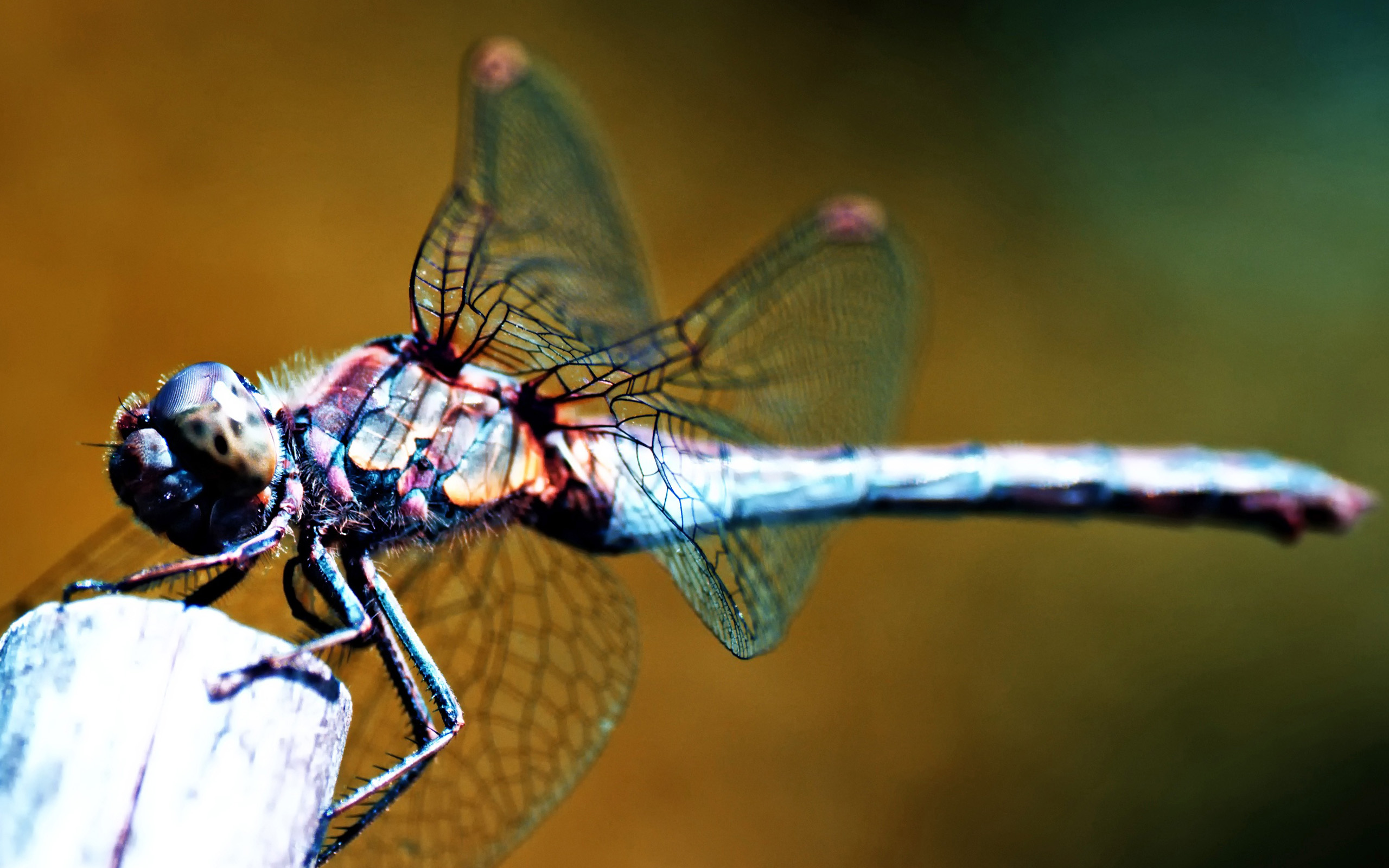 File Name Best Animals Wallpaper Dragonfly