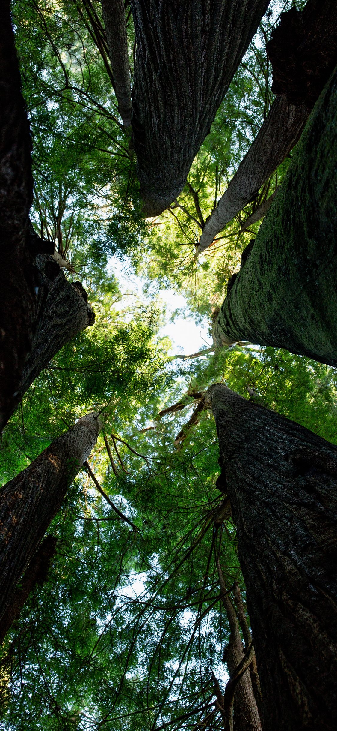 Trees And Sky iPhone X Wallpaper