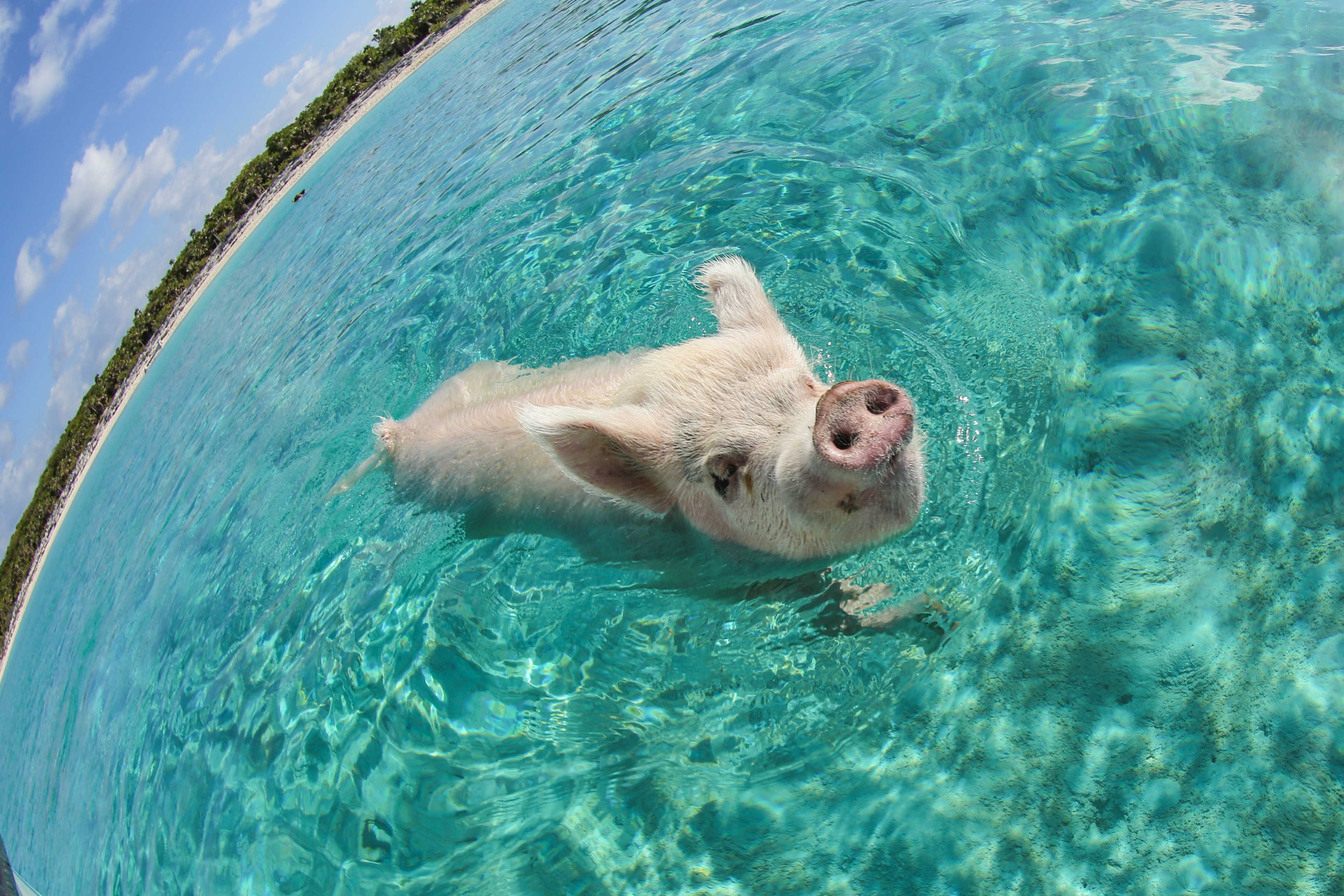 Pig In The Sea Wallpaper And Image Pictures Photos