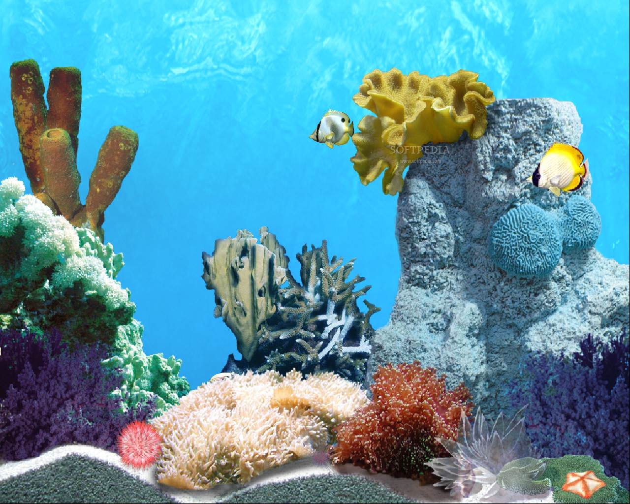 Wallpaper Fish Coral Underwater