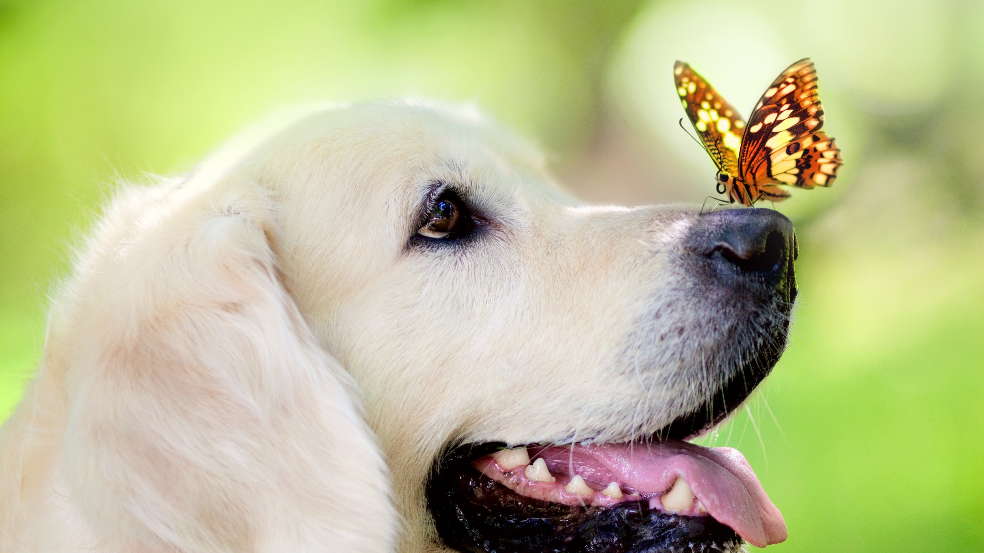  Download with Labrador Dog and Butterfly HD Wallpapers for 3840x2160