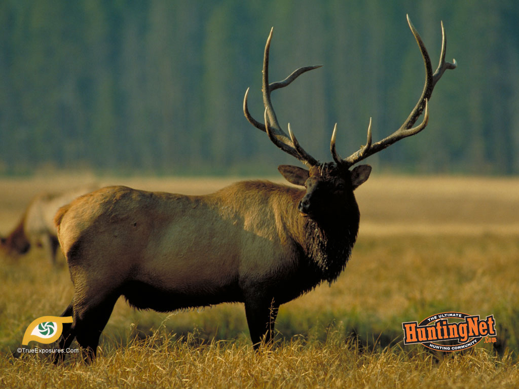 Elk Wallpaper HD