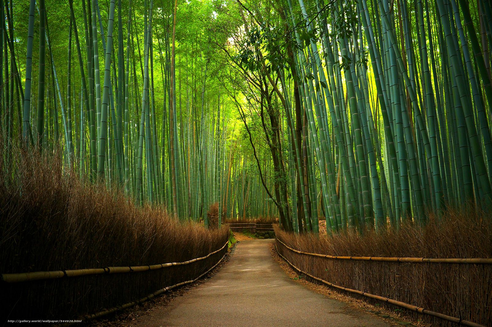 Wallpaper Bamboo Forest Road Nature