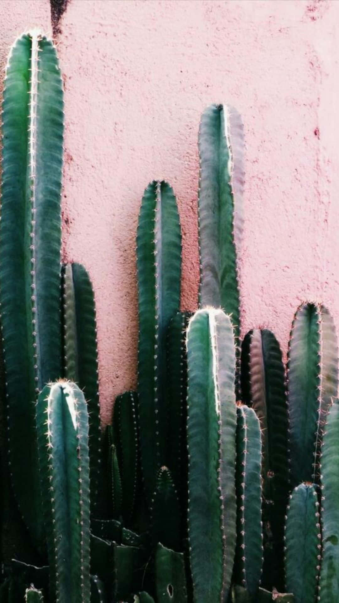 Cactus iPhone Wallpaper