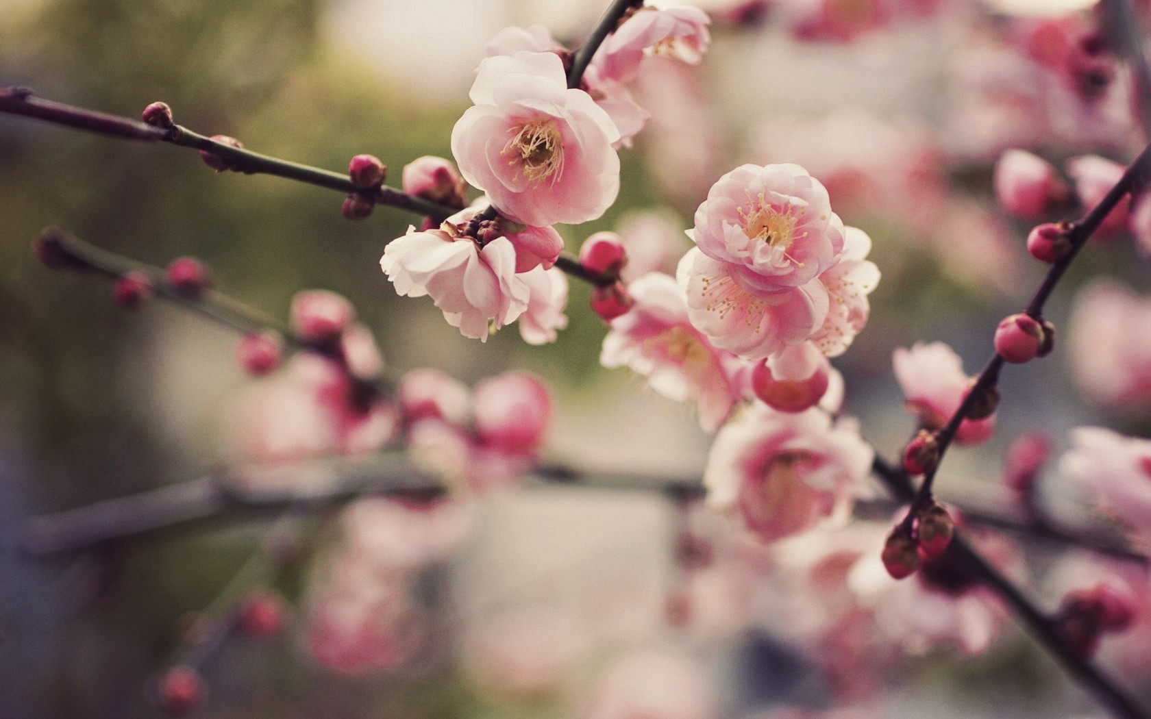 Cherry Blossoms Wallpaper Trees Flowers