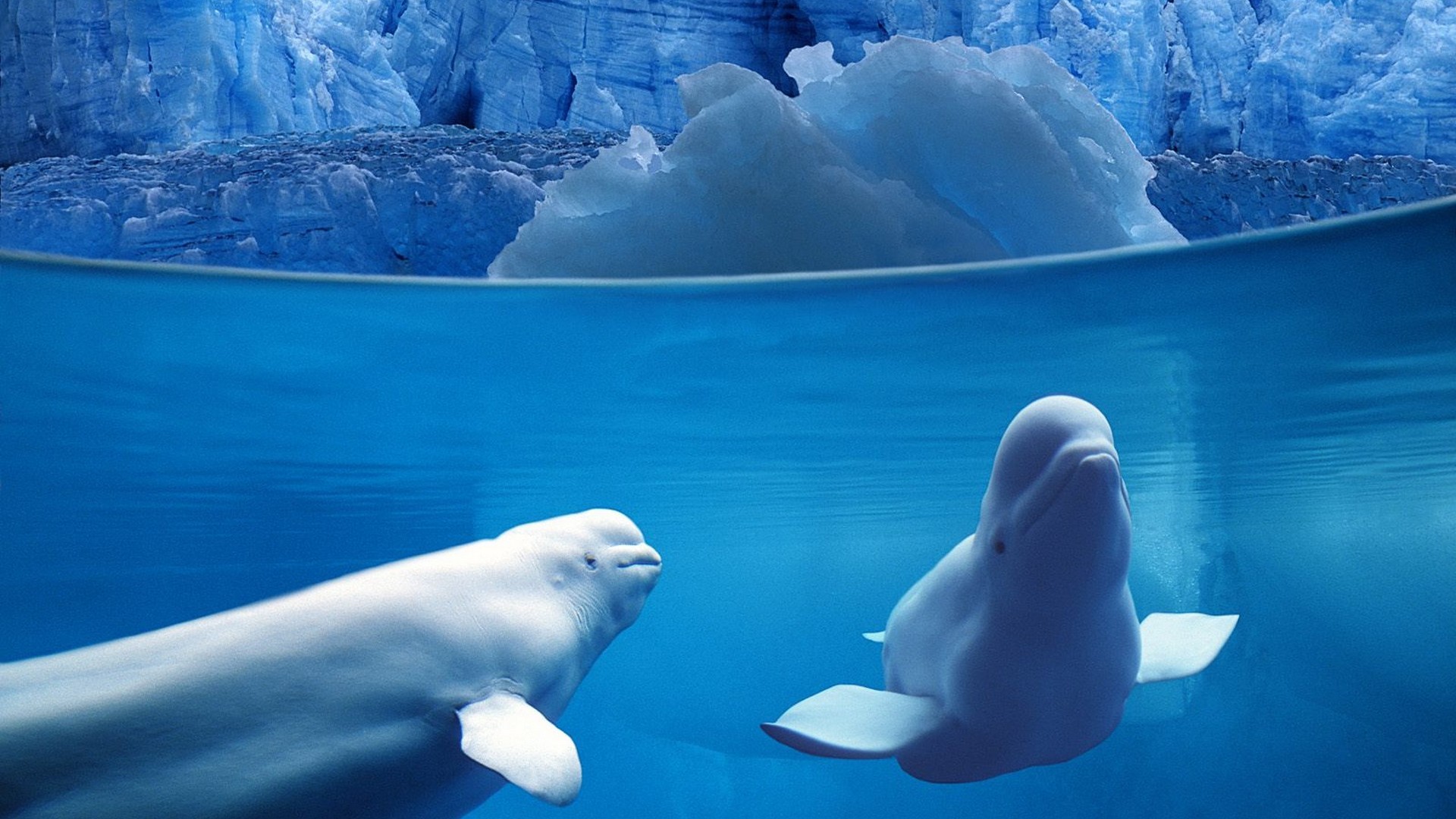 Beluga Whales Wallpaper
