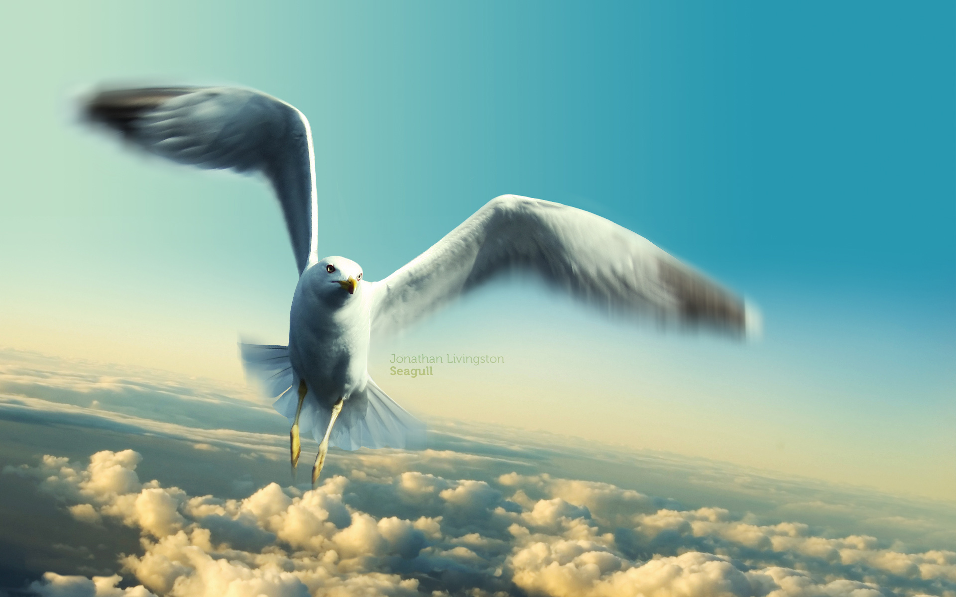 Seagull Background wallpaper 1920x1200 14169 1920x1200