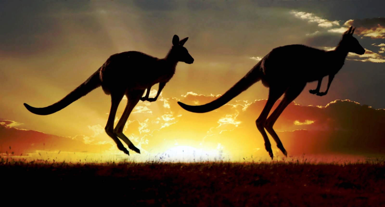 Kangaroo HD Wallpaper Background