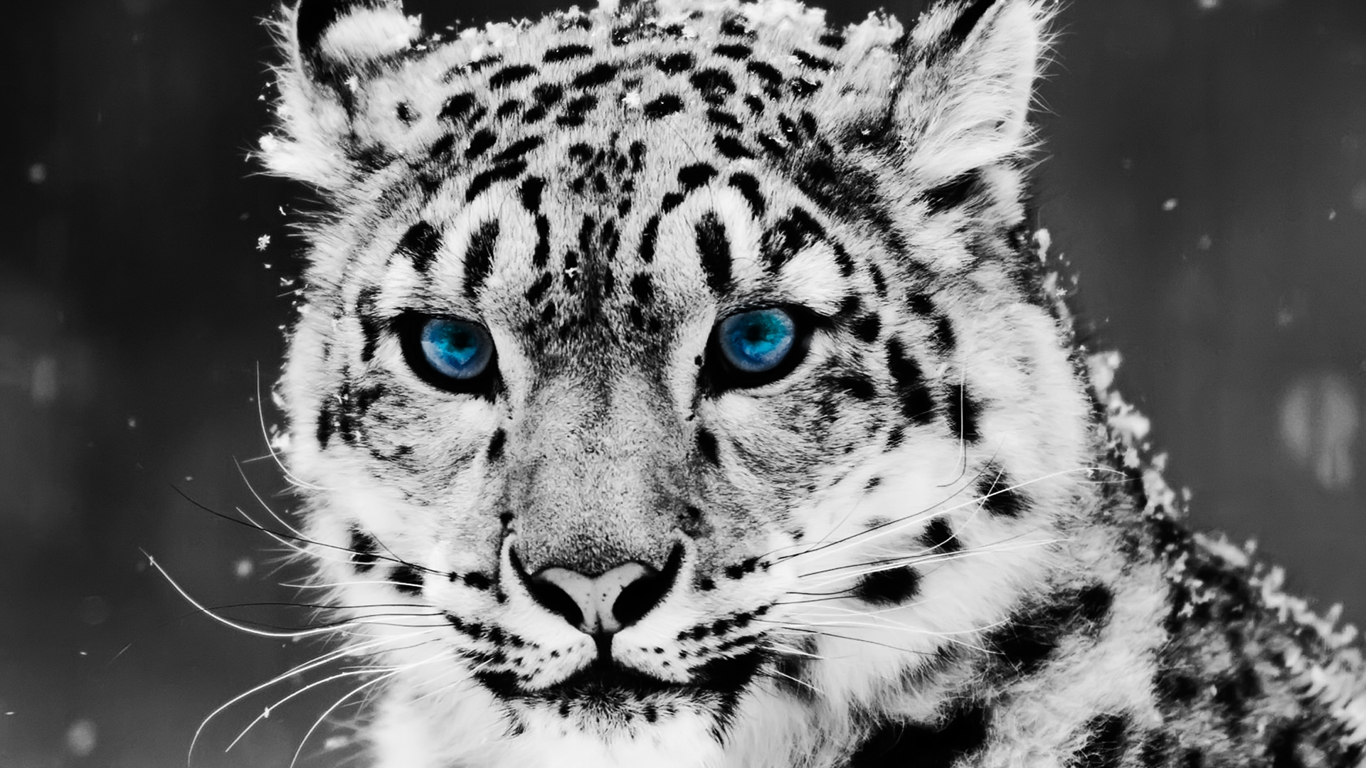 Animals Snow Leopard Blue Eyes Full HD Wallpaper