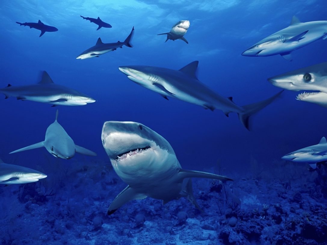 Shark HD Wallpaper Olin