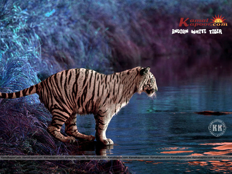 Indian White Tiger Wallpaper