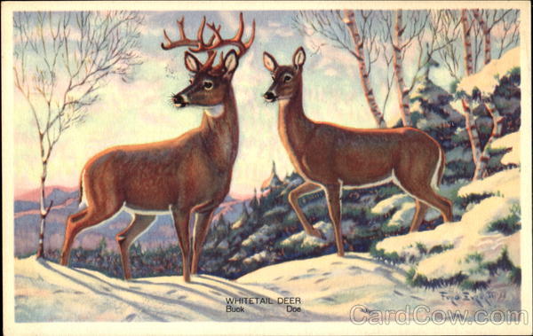 Whitetail Deer Buck Doe
