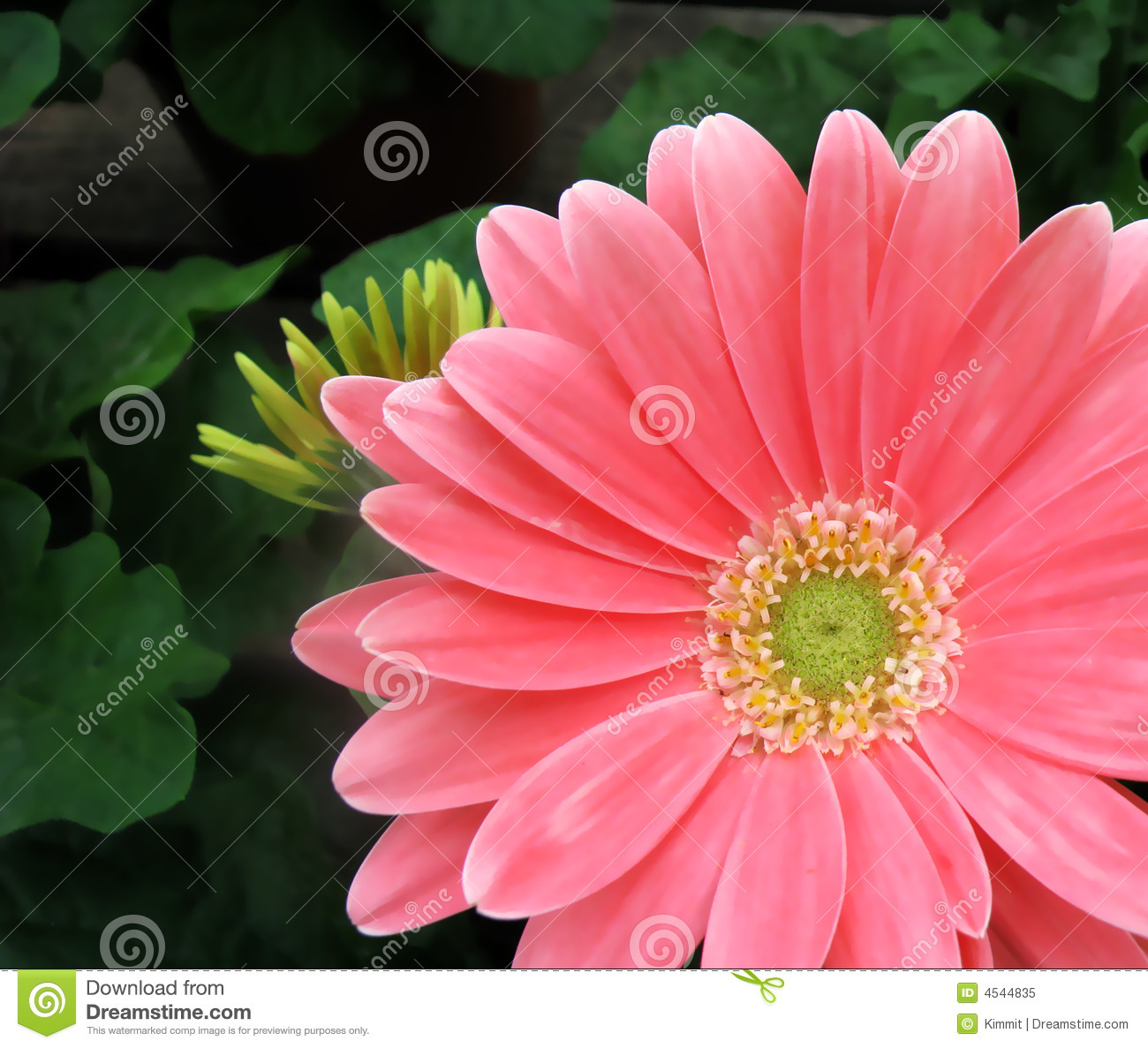 Pink gerbera daisy flower macro shot in white background