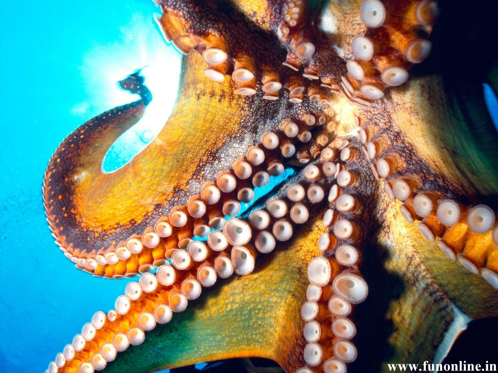 Octopus Wallpaper Deadly Octopuses HD For