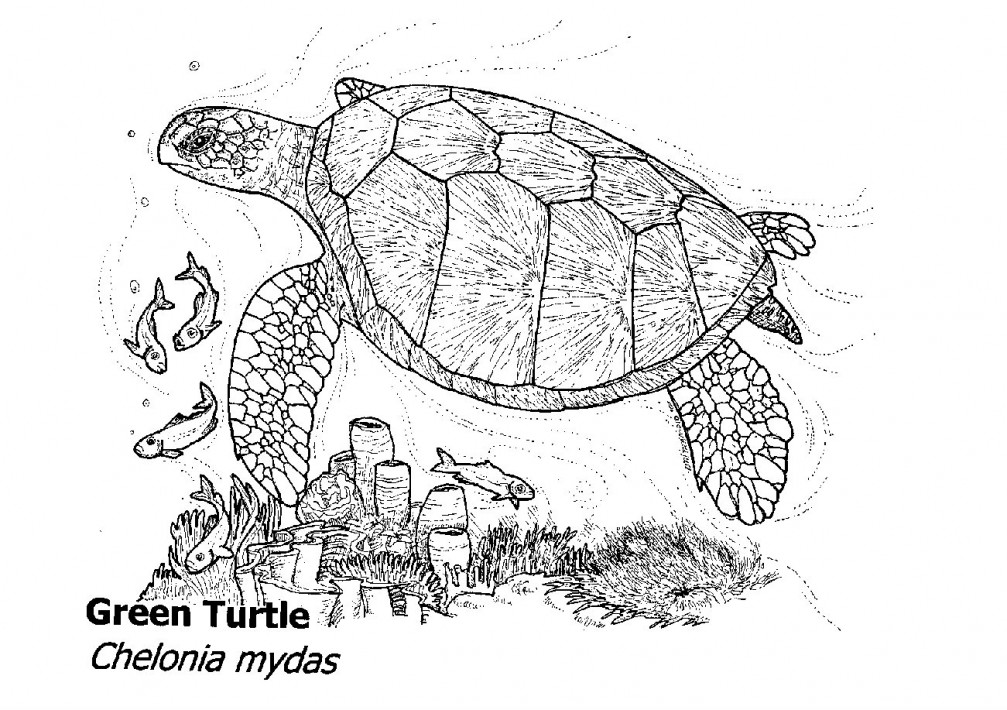 Sea Turtle Pictures To Color