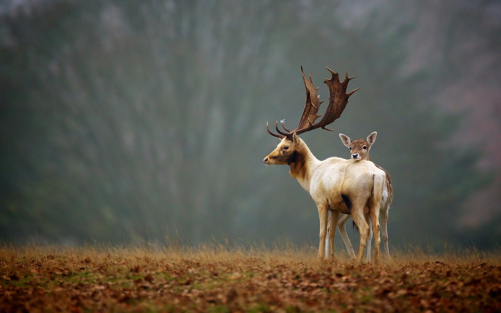 Deer And Baby Autumn Landscape Desktop Wallpaper