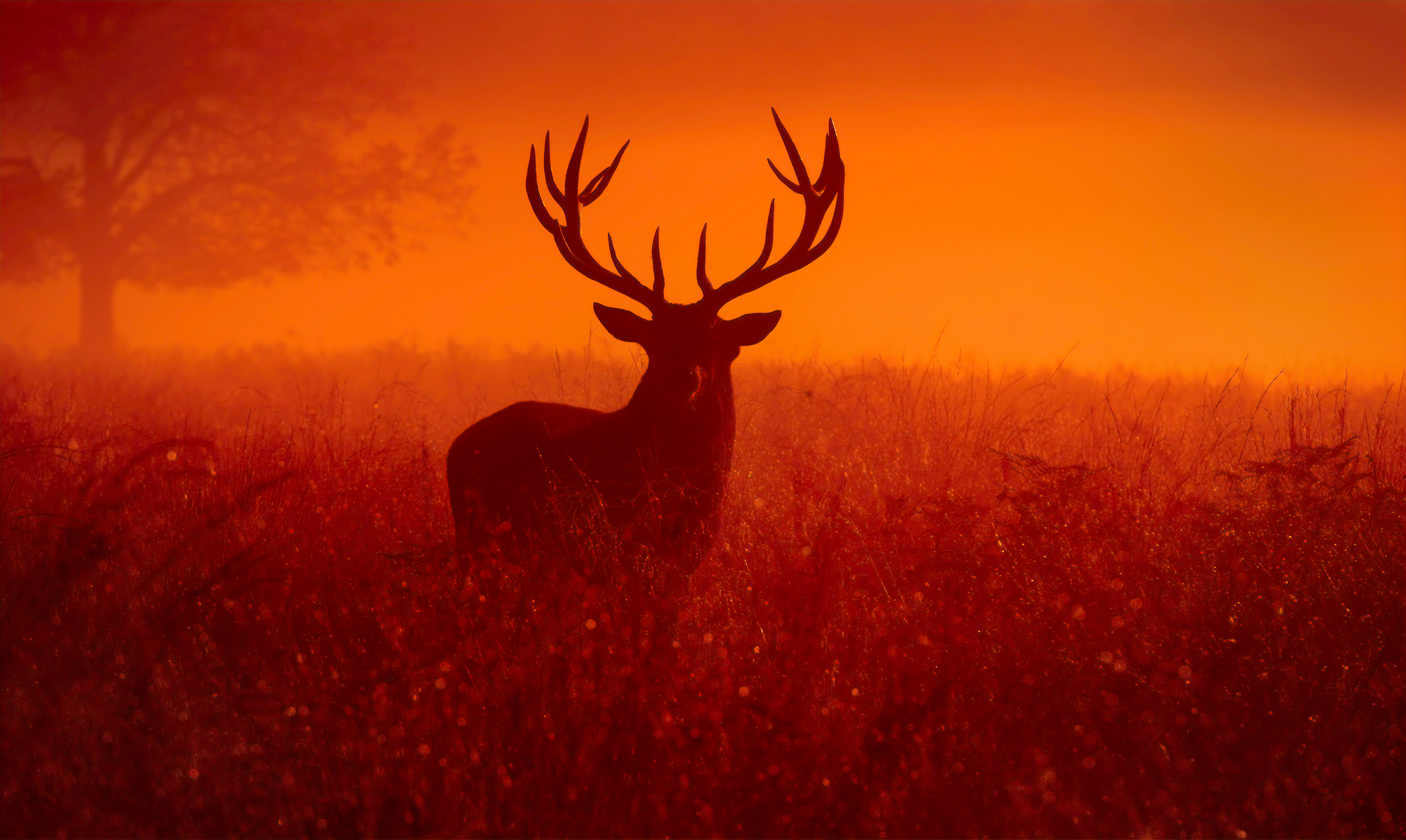 Reindeer Silhouette 4k Wallpaper HD Animals Image Photos