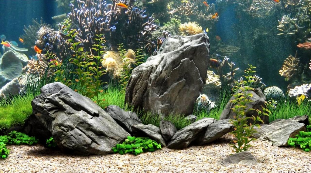 Home Cool Fish Tanks HD Wallpaper Quotes