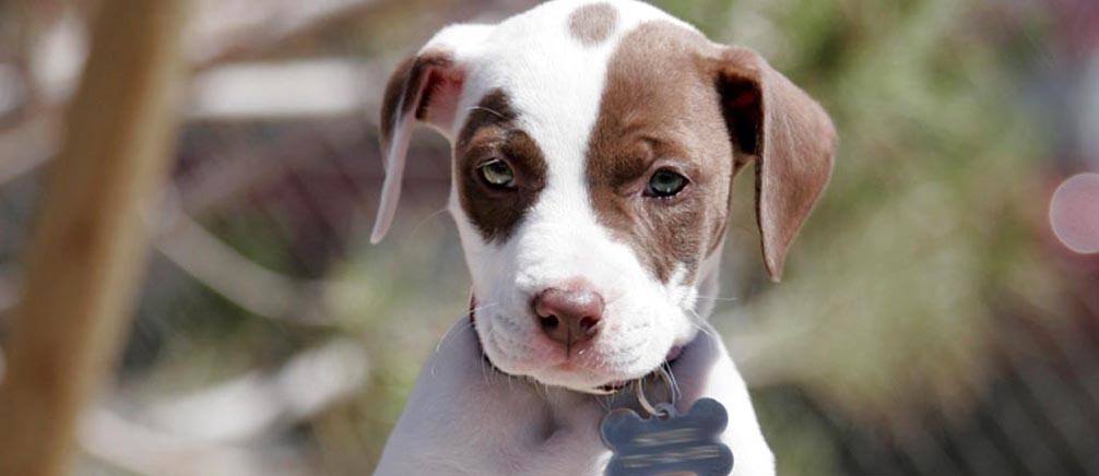 Puppy Obedience Training Tips The Top Ten Mistakes Owners Make