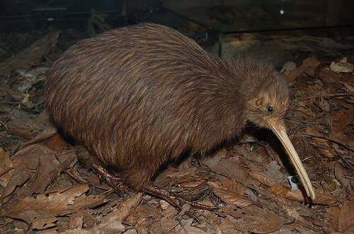 Brown Kiwi Little Is Stand Position Wallpaper Pitcher Image