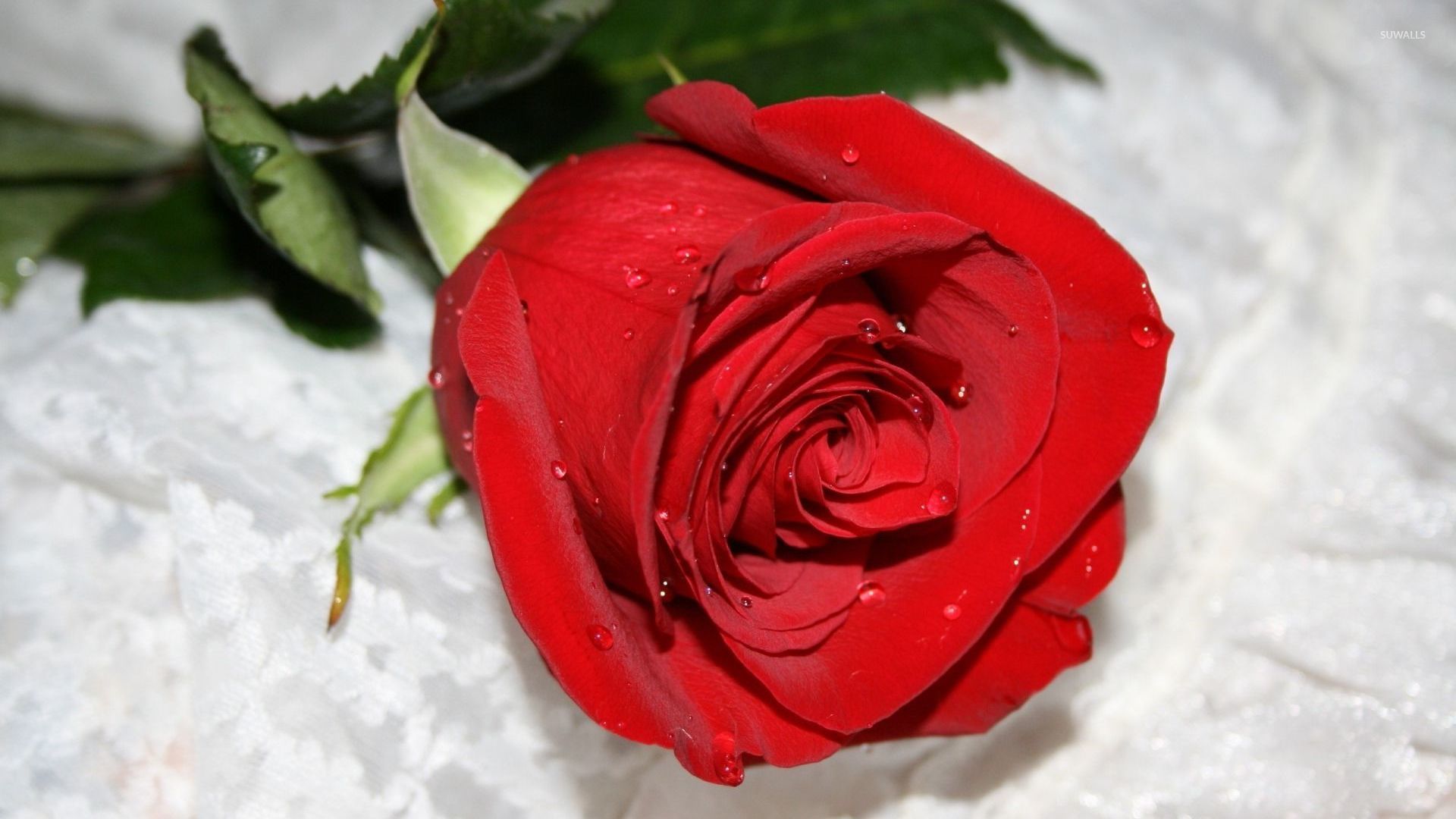 Red rose with water drops wallpaper   Flower wallpapers   34452
