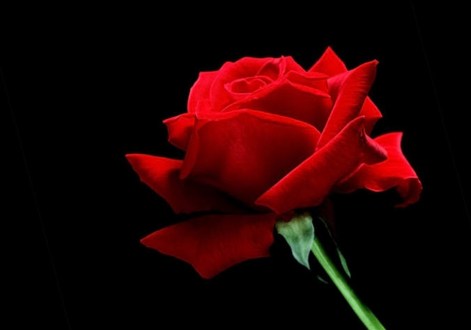 Flower Red Rose Black Background