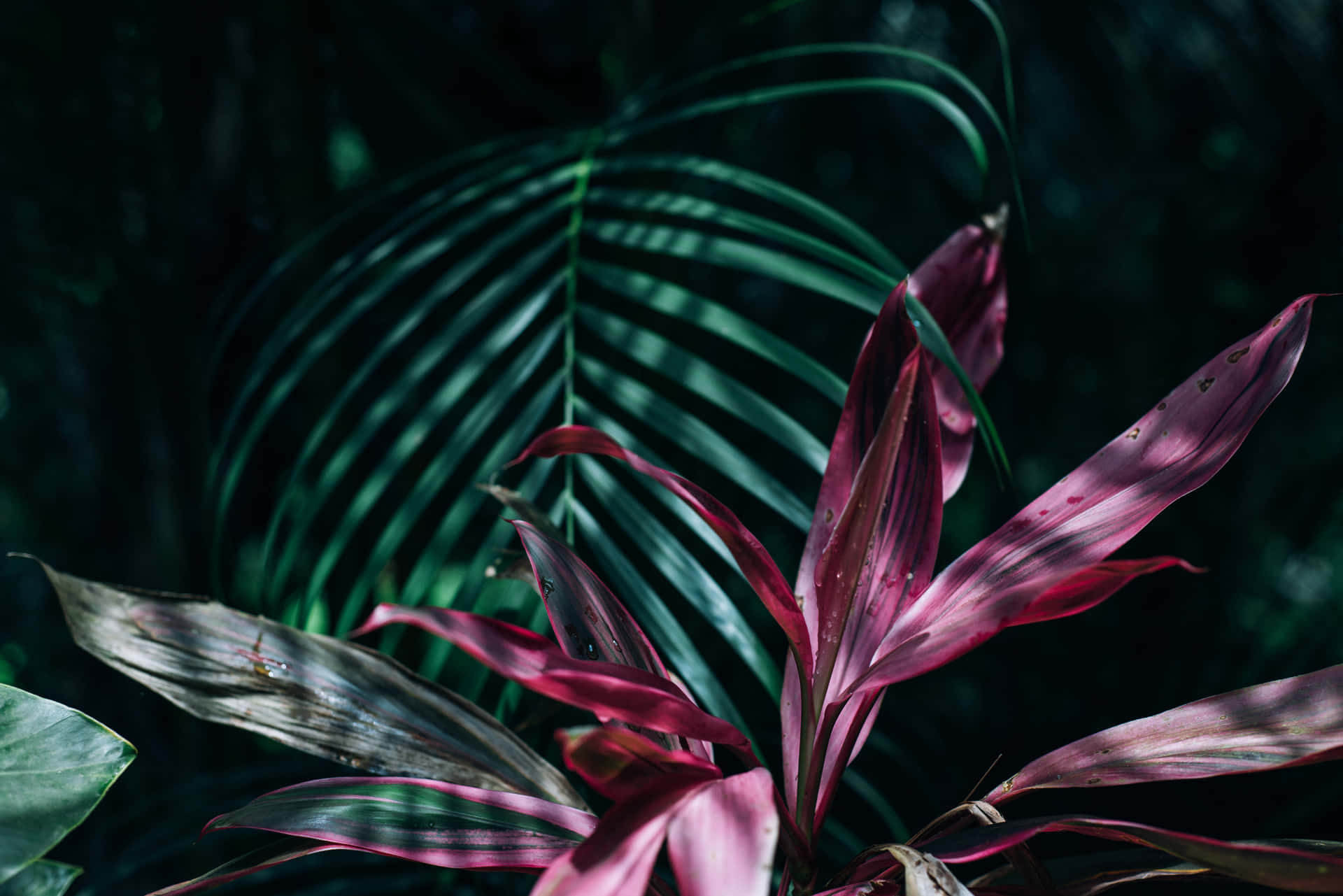 Tropical Leaves Desktop Wallpaper