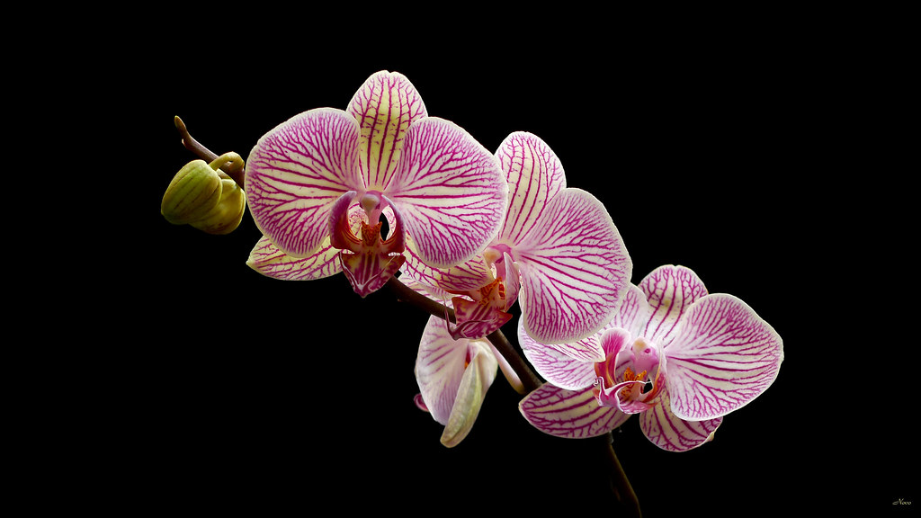 Orquideas Tags Moth Orchid HD Wallpaper Background