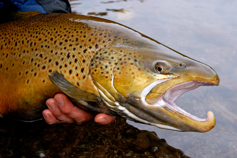 Fly Fishing For Brown Trout November