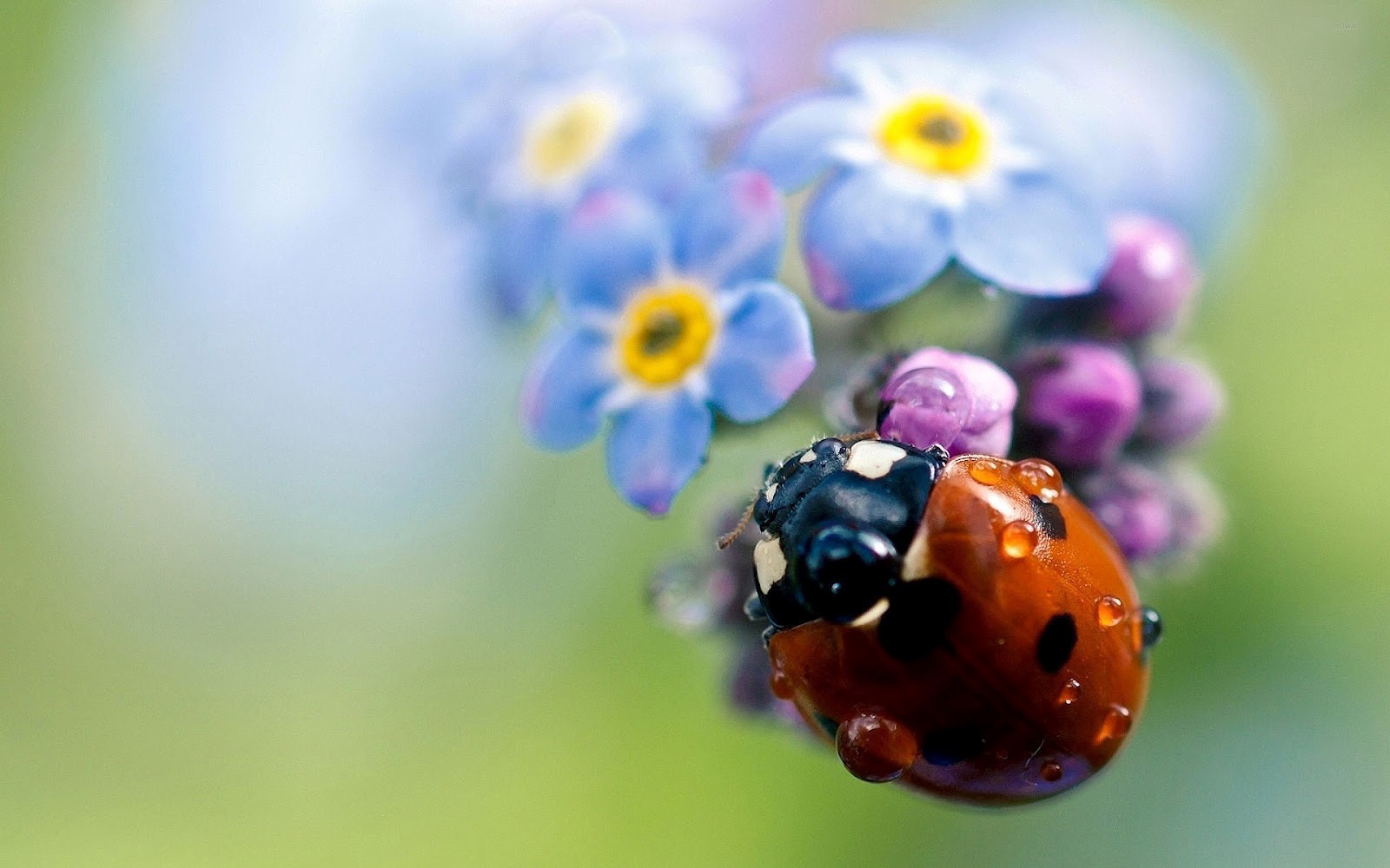 HD Ladybug Wallpaper With A Sitting On Flower