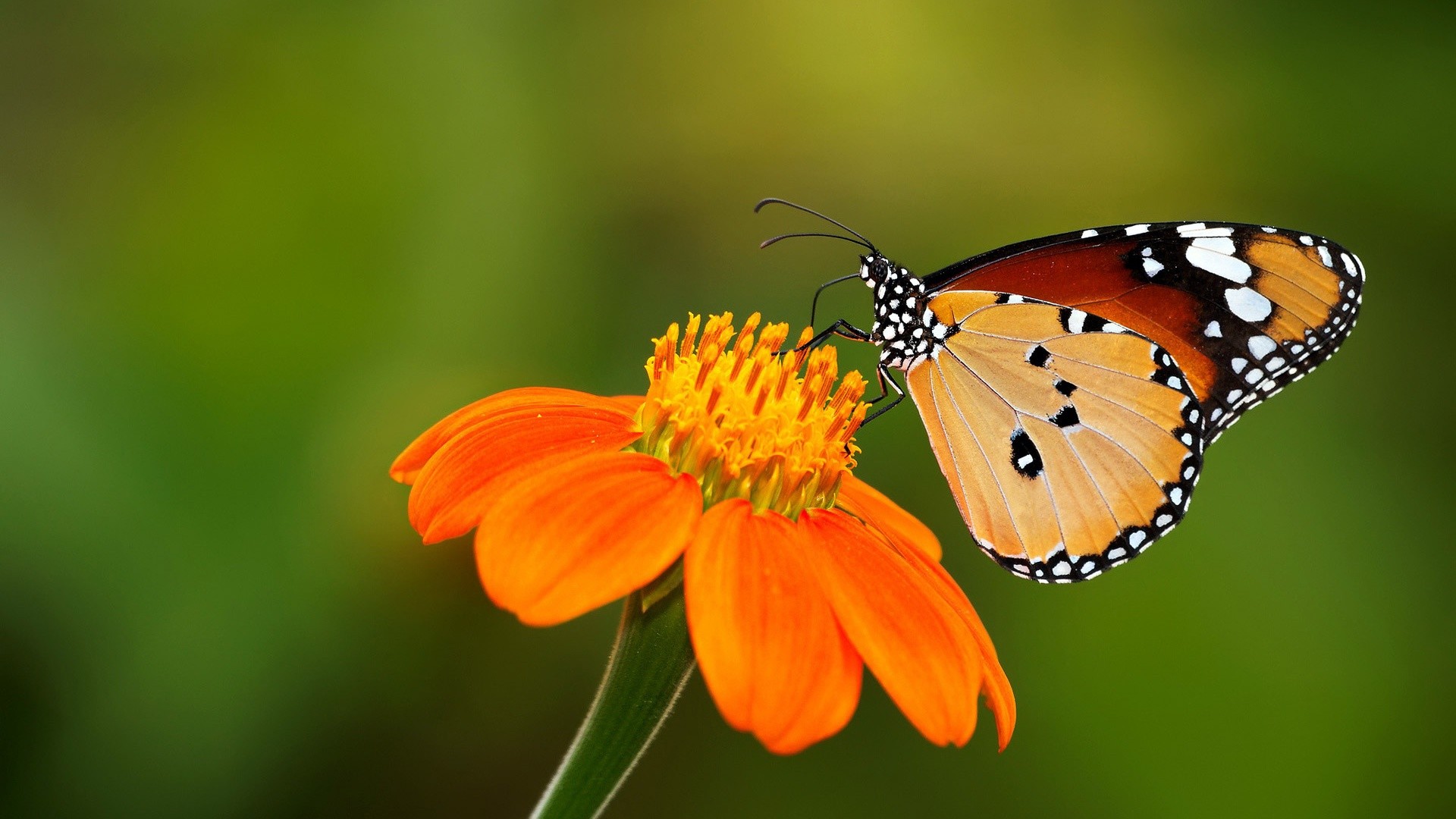 From Flower And Butterfly Wallpaper