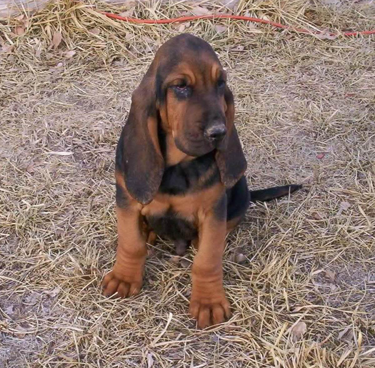 Bloodhound Sabueso De San Huberto Razas Perros Mascotas