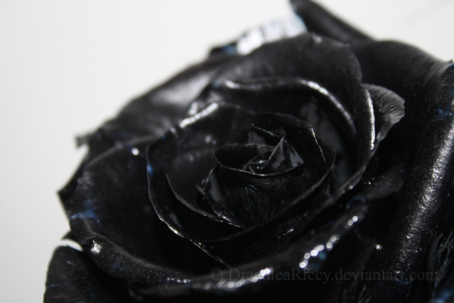 Black Rose Wallpaper HD New Htc Phone