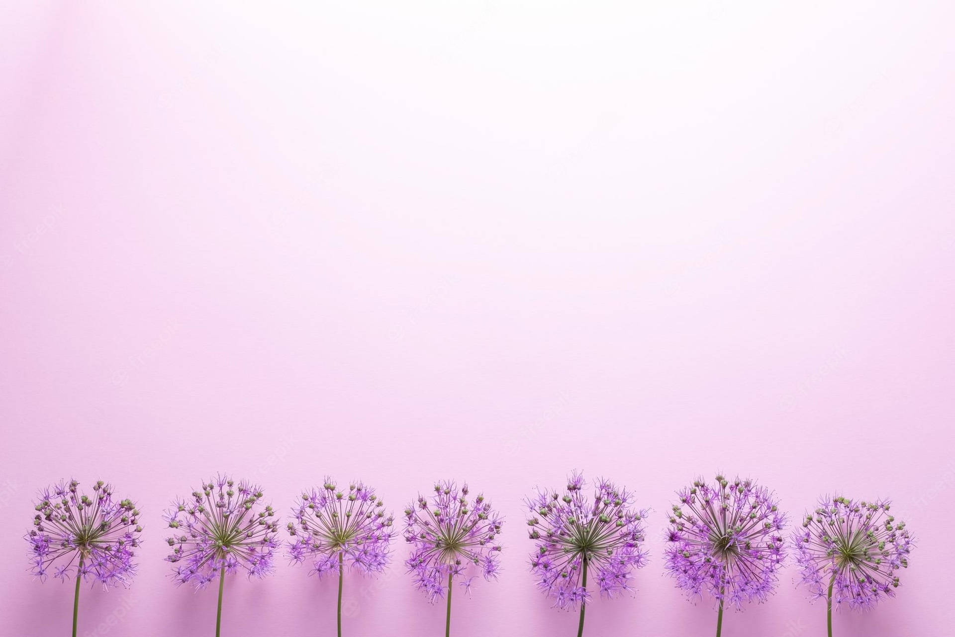 Get Simple And Elegant Minimalist Background Flower Image Wallpaper