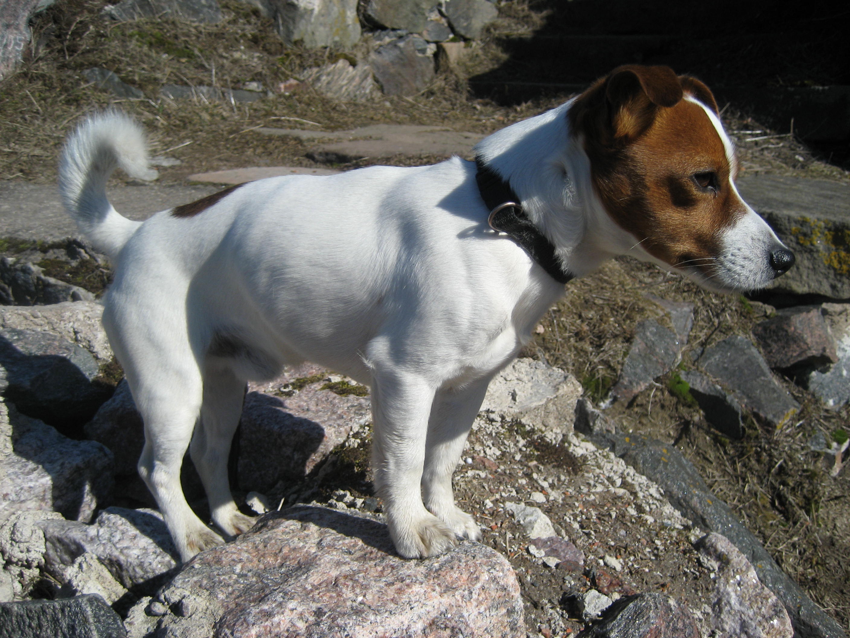 This Jack Russell Terrier Dog On The Mountain Wallpaper Ed