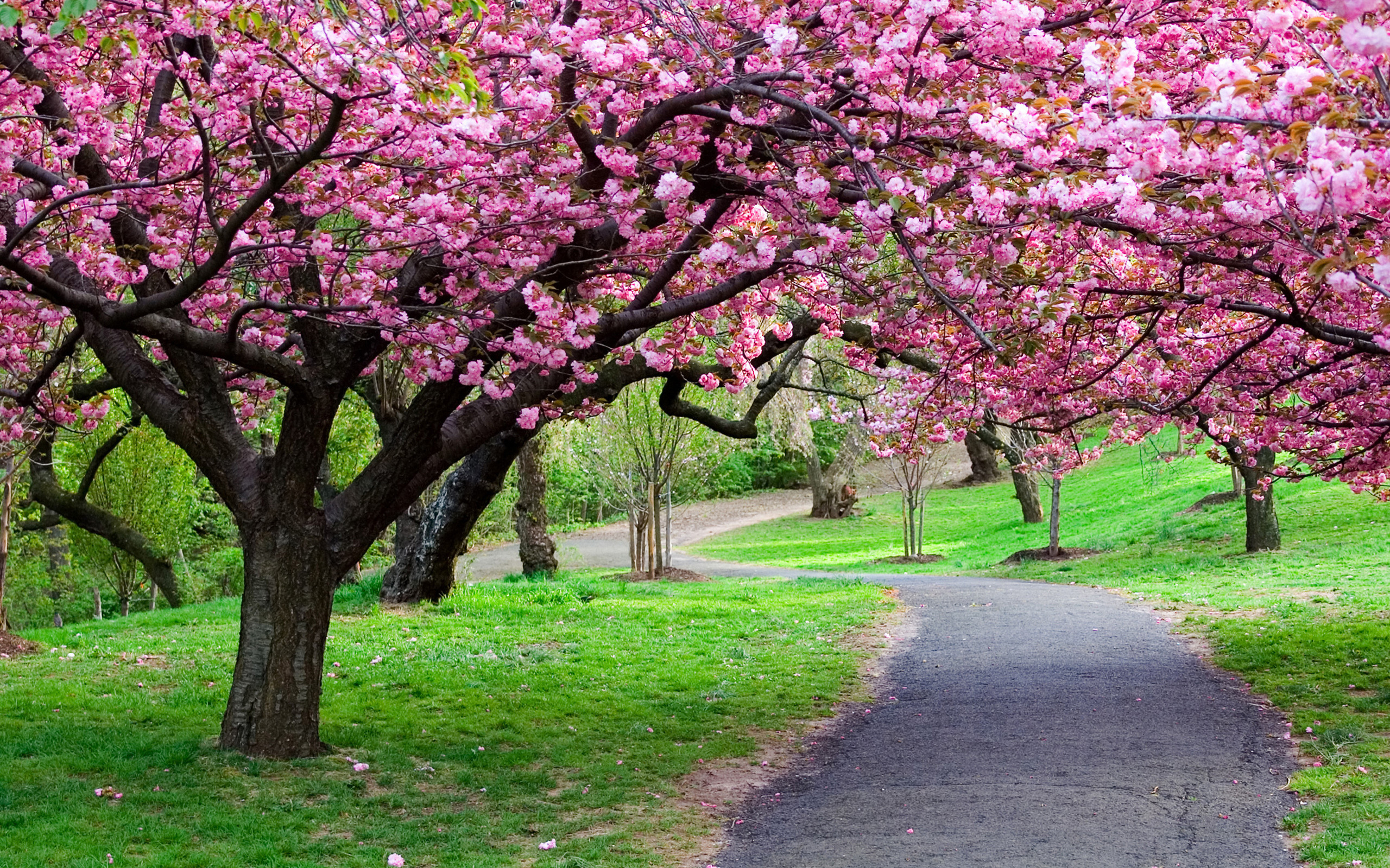 A picturesque paved path winding through a vibrant green park, canopied by blossoming cherry trees in full bloom