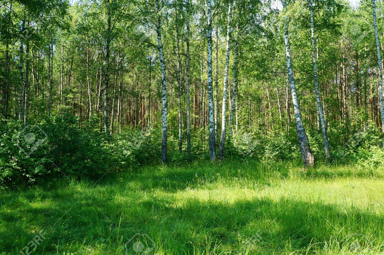 Birch Grove Forest Glade In Summer On A Sunny Day Natural Green